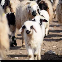 بره بومی