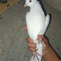 یک عدد سفید کاکل پا صاف نر مست|پرنده|دهدشت, |دیوار