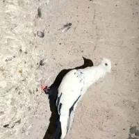 دم سیاه تموم بزن شیش دنگ