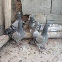 پنج عدد کبوتر پلاکی و سبز