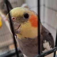 یک جفت عروس هلندی