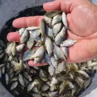 بچه ماهی یک گرم