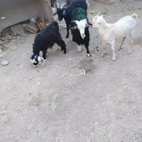 فروش بزغاله و بره