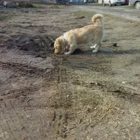 سگ.|سگ|آق قلا, |دیوار