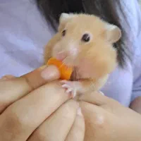 فروش 2عدد همستر نسکافه ای|موش و خرگوش|لنگرود, |دیوار