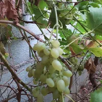 خاک باغچه 100٪ تضمینی و شیرین گوربند.و کود گاوی|خدمات باغبانی و درختکاری|زاهدان, |دیوار