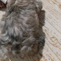 سگ خانگی خارجی