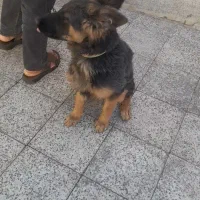 سگ ژرمن پنج ماهگی|سگ|کرمان, |دیوار