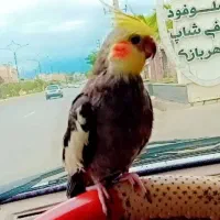 عروس هلندی گمشده