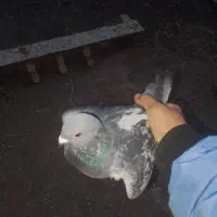 کبوتر با کفتر