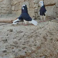 جان اردن|پرنده|زهک, |دیوار