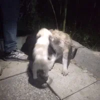 سگ نژاد دار