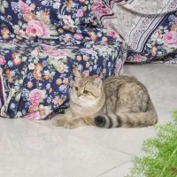 گربه نژاددار خانگی|گربه|شاهینشهر, سعدی جنوبی|دیوار