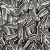 تخمه رقم ۴۰۰