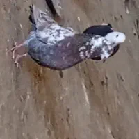 کفتر یا کبوتر