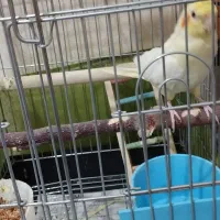 عروس هلندی نر لوتینو|پرنده|بومهن, |دیوار