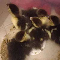 جوجه اردک اسرائیلی