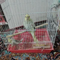 فروش دو عدد عروس هلندی با قفس|پرنده|تالش, هشتپر|دیوار