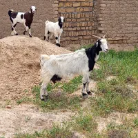 بزجمل زا،بزدوقلو،بزقاله ماده