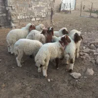 بره