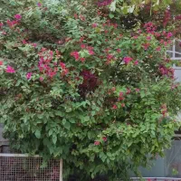 دوخوابه حیاط دار کاملاً مستقل دوبلکس|اجارهٔ خانه و ویلا|شیراز, شهرک گلدشت حافظ‎|دیوار