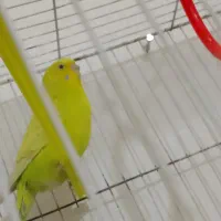 یک جفت مرغ عشق