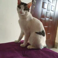 واگذاری رایگان گربه پرشین