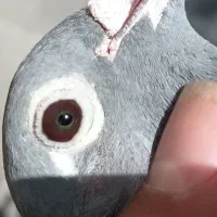 جوجه جان آردن|پرنده|مشهد, گاز|دیوار