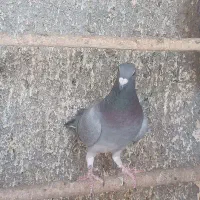 پلاکی جان آردن|پرنده|مبارکه, |دیوار