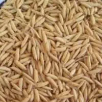 چلتوک هاشمی