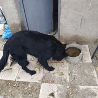 سگ ژرمن بلندمو