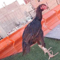 جوجه خروس لاری مشکی اوشامو افغان ۶دانگ تاجمهر۵ماهه|حیوانات مزرعه|تهران, نعمت‌آباد|دیوار
