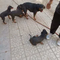 توله روتوایلر شجره دار