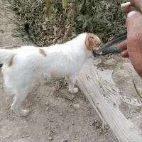 سگ پاپی تزیینی|سگ|فسا, |دیوار