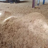 کودحیوانی گوسفندی