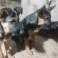 ژرمن شپرد|سگ|رشت, حومه رشت|دیوار