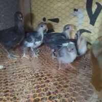 تخم مرغ نطفه دار گلین لری|حیوانات مزرعه|شهرضا, |دیوار