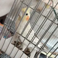 عروس هلندی|پرنده|اصفهان, شهرک کاوه|دیوار