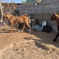 چپشت وبز|حیوانات مزرعه|میناب, |دیوار