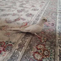 عروس هلندی نر سفیدفروشی