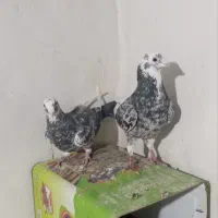 کفتر قره سرور