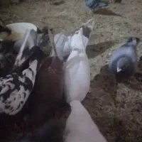 پرنده، کفتر همه مدل و رنگ،