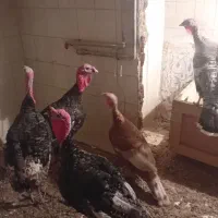 بوقلمون نر و ماده محلی