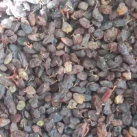 کشمش تازه وارگانیک