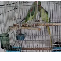 فروش جفت مولد شاه طوطی