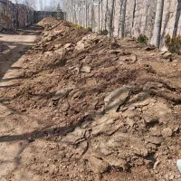 کود گوسفندی