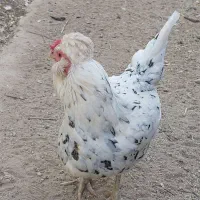 فروش مرغ و خروس گلین