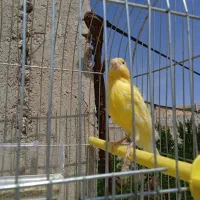 قناری نر|پرنده|بابا حیدر, |دیوار