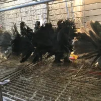 کبوتر زینتی چتری