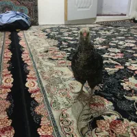 یک عدد جوجه|حیوانات مزرعه|رباط‌کریم, رباط‌کریم|دیوار